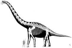 sonorasaurus-with-man